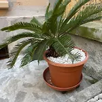 Goa Sea Apartment - Genova Foce